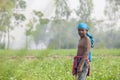 A child worker at looking in potato plantation field in Thakurgong, Bangladesh.