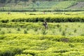 Child working in a tea plantation