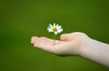 Child's hand with daisy Royalty Free Stock Photo