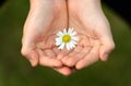 Child's hand with daisy Royalty Free Stock Photo