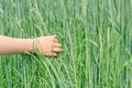 The child& x27;s hand touches the ears of wheat in the field. A man walks through a wheat field at sunset, touching the Royalty Free Stock Photo