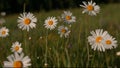 Child's hands holding daisies in the field. Creative. Close up of boy holding bouquet of summer flowers with white