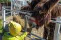 A child feeds a brown shaggy donkey from his hand. Domestic farm animals. Donkey in a paddock