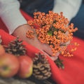 Child young girl pinky hands holding wild berries yellow and red fresh juicy apples on red plaid wrap close to strobiles in autumn