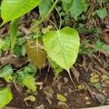 Child and Young ???? pair of pipal leaves, Vikhroli Royalty Free Stock Photo