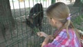 Child in Zoo Park, Girl Feeding Goats, Kids Love Nursing Animals, Pets Care