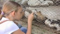 Child in Zoo Park, Girl Feeding Guinea Pigs, Kids Love Nursing Animals Pets Care Royalty Free Stock Photo