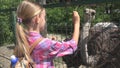 Child in Zoo Park, Girl Feeding Ostrich, Kids Love Nursing Animals, Pets Care