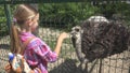 Child in Zoo Park, Girl Feeding Ostrich, Kids Love Nursing Animals, Pets Care Royalty Free Stock Photo
