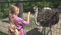 Child in Zoo Park, Girl Feeding Ostrich, Kids Love Nursing Animals, Pets Care Royalty Free Stock Photo