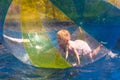 Child in the zorb Royalty Free Stock Photo