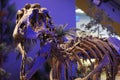 Childen`s Museum Dinosaur Display - Tyrannosaurus T. Rex Bones