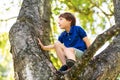 Happy little boy climbing tree at park Royalty Free Stock Photo