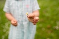 Hand of baby girl holding daisy flower in summer Royalty Free Stock Photo