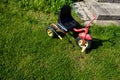Childhood. Small red tricycle cycle toy on grass.