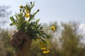 Childhood symbol with bunch of flowers for pride in nature Royalty Free Stock Photo