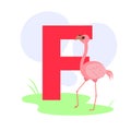 Children ABC english animal alphabet with F letter and cute flamingo