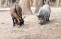 Children animal goat and piglet eat feed