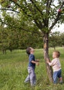 Children in apple orchard Royalty Free Stock Photo