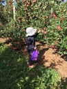 Children Apple picking in Autumn