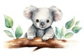 Cute cartoon australia animal bear nature koala baby mammal wildlife tree wild