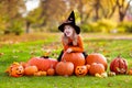 Kids with pumpkins in Halloween costumes Royalty Free Stock Photo