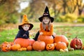 Kids with pumpkins in Halloween costumes