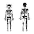 Children boy and girl skeleton anatomy