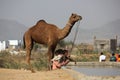 Children with a camel