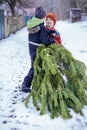 Two brothers carry a pine tree for the birth night. Two boys chose a tree to setting up a Christmas tree