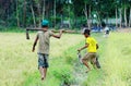 Children catching rats on rice fields in Yenbai, Vietnam