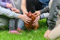 The children caught the chicken and hold it in their hands on the green grass Royalty Free Stock Photo