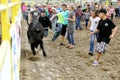 Children chase a steer at the Warbonnet Roundup Rodeo Royalty Free Stock Photo