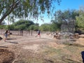 Children chasing goats and sheep Royalty Free Stock Photo