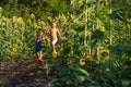 Children cheerfully run through a field of sunflowers. Two little brothers have fun in nature among sunflowers. A fun Royalty Free Stock Photo