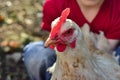 Children and chickens in the hen house, joyful boy holding a chicken in his hands. The concept of man care for nature Royalty Free Stock Photo