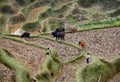 Children of Chinese farmers graze cattle in the rice fields. Royalty Free Stock Photo