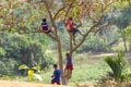 Children are climbing tree