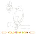 Children coloring page stock vector illustration, bullfinch