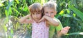 Children in the corn. A boy and a girl of 6 and 7 years old walk along the path between tall corn plants. Playing in the field Royalty Free Stock Photo