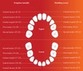 Children dental chart