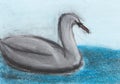 Children drawing - grey swan