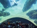 Children on an excursion in an aquarium Royalty Free Stock Photo