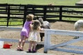 Children and Farm Animals Royalty Free Stock Photo