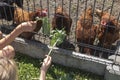 The children feed the chickens that are behind the wire mesh fence with the frava and leaves of