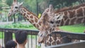 Children feed giraffes with leaves at zoo. Media. Beautiful cute giraffes eat vegetable food with hands of children