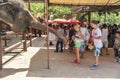 Children feeding an elephant