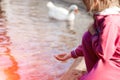 Children feeding geese in the pond. Caring for animals. Royalty Free Stock Photo