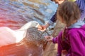 Children feeding geese in the pond. Caring for animals. Royalty Free Stock Photo