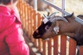 Children, feeding goats on a farm, kids and animal interaction Royalty Free Stock Photo